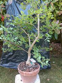 Pre bonsai