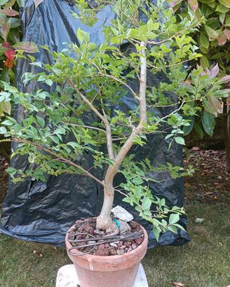 Pre bonsai