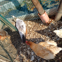 Pavone femmina adulta