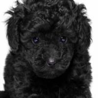 Barboncino Black Toy