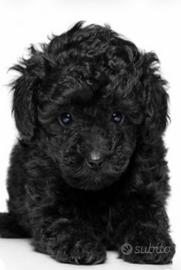 Barboncino Black Toy