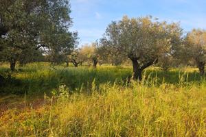 Oliveto