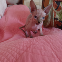 Gatto nudo disponibile