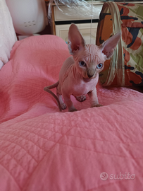 Gatto nudo disponibile