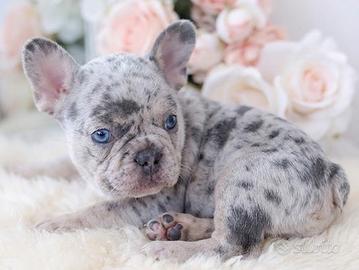 FRENCH BOULEDOGUE - BULLDOG FRANCESE cuccioli