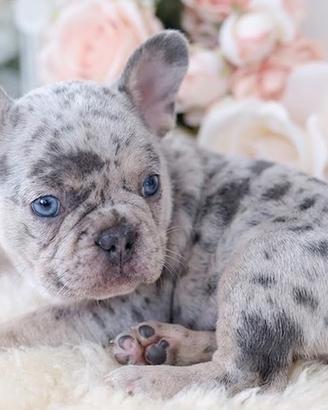 FRENCH BOULEDOGUE - BULLDOG FRANCESE cuccioli