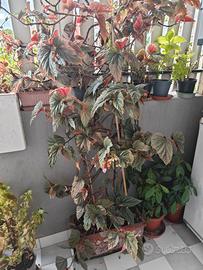 Begonia