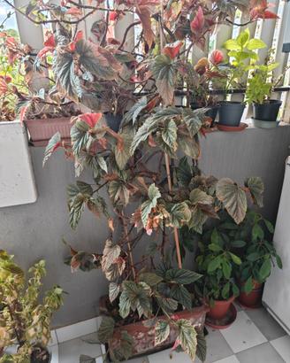 Begonia
