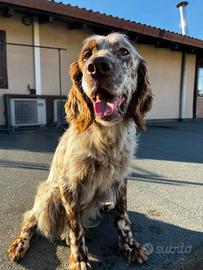 Miró setter inglese