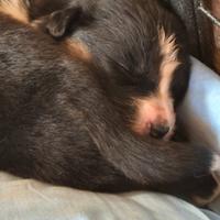 Cuccioli di pastore australiano