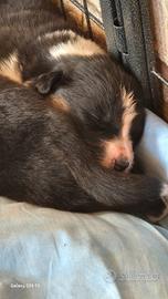 Cuccioli di pastore australiano