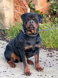 Cuccioli di Rottweiler con pedigree Enci