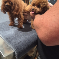 Tea cup in stazione di monta