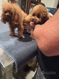 Tea cup in stazione di monta