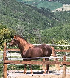 Puledro stallone