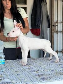 Cuccioli dogo argentino