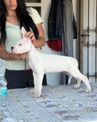 Cuccioli dogo argentino