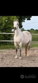 Mezza fida cavalla spagnola/ Quarter