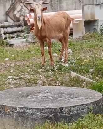 Capra maschio