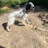 Setter inglese