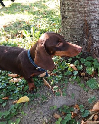 Disponibile per monta - Bassotto Nano Maschio Cioc