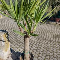 Piante Yucca 