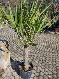 Piante Yucca 