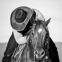 Cavallo in doma