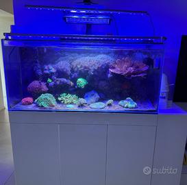 Acquario Marino Reef