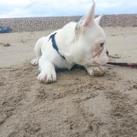 Ultimo maschietto bulldog francese esotic