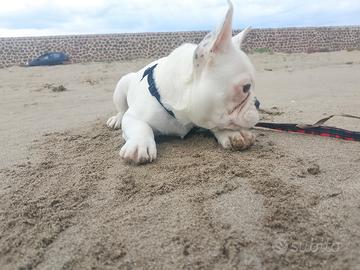 Ultimo maschietto bulldog francese esotic
