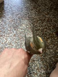 Calopsite allevate a mano
