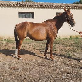 Fattrice Anglo Araba