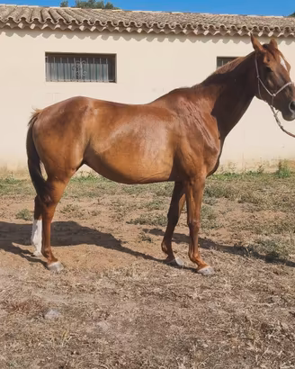 Fattrice Anglo Araba