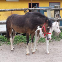 Pony welsh