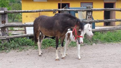 Pony welsh