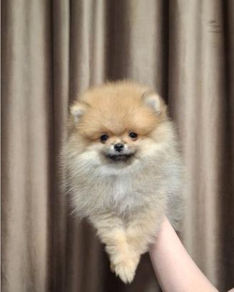 Spitz tedesco volpino nano