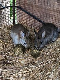 Coniglio, coniglio servatico