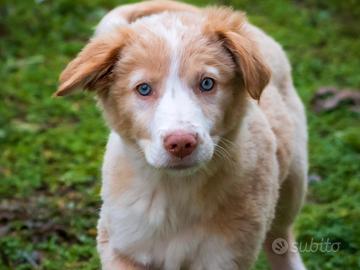 Cucciola Golden retriever Border collie