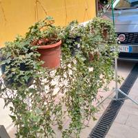 piante di edera a foglie piccole in vasi da cm 17 