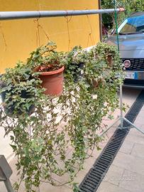 piante di edera a foglie piccole in vasi da cm 17 