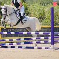Pony sportivo Salto Ostacoli e Completo
