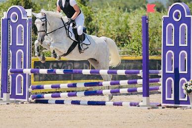 Pony sportivo Salto Ostacoli e Completo