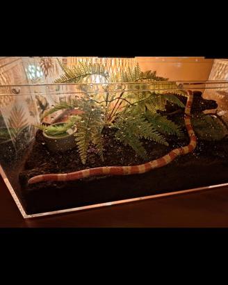 Serpente del latte