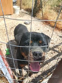 Rottweiler