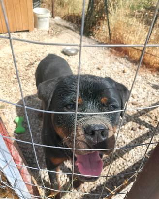 Rottweiler