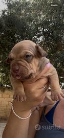 Pitbull