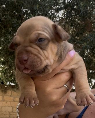 Pitbull