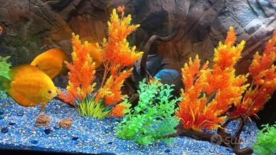 Pesci discus e pesci scalari red devil
