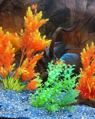 Pesci discus e pesci scalari red devil